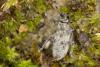 Sitona sp.